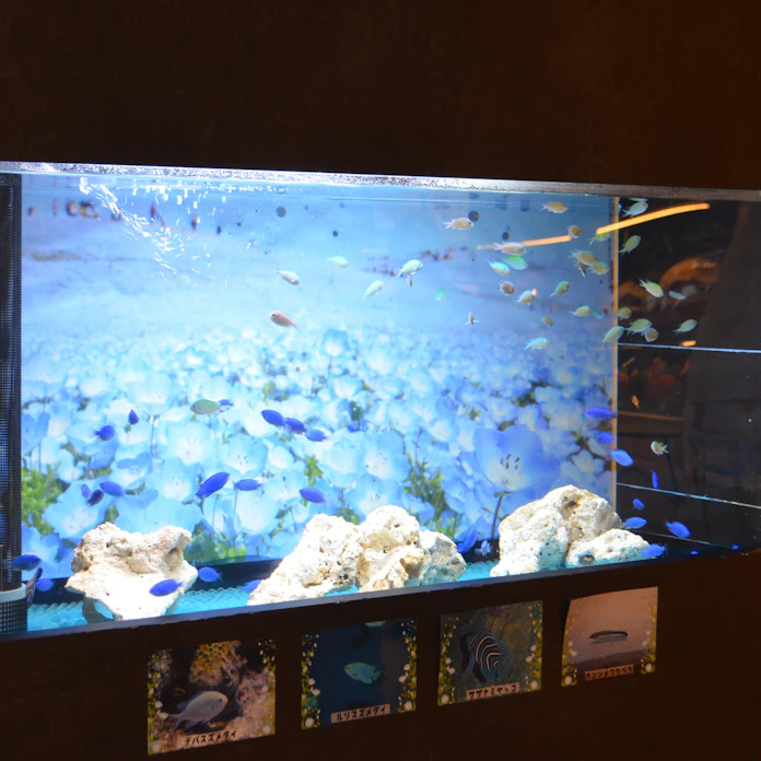 アクアワールド大洗 ネモフィラ水槽を設置 日本経済新聞 アクアワールド大洗 ネモフィラ水槽を設置 日本経済新聞