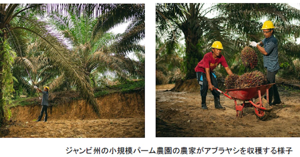 花王 インドネシア小規模パーム農園支援進捗について発表 日本経済新聞 花王 インドネシア小規模パーム農園支援進捗について発表 日本経済新聞
