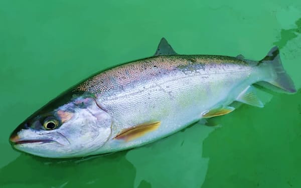 栃木県が開発し命名したサクラマスの新魚種「銀桜サーモン」