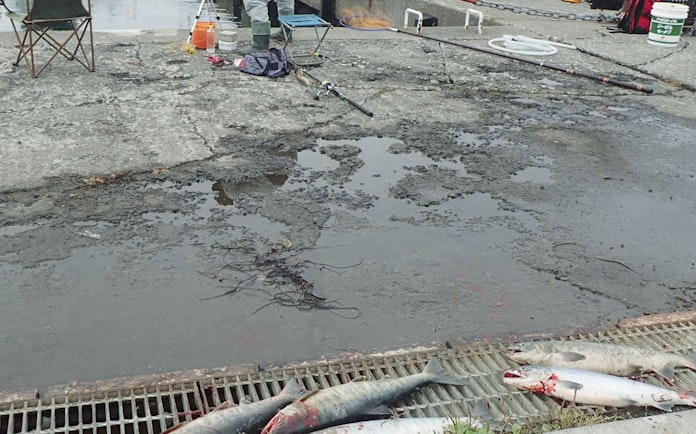 北海道 サケ釣り規制強化を検討 資源回復に影響 日本経済新聞 北海道 サケ釣り規制強化を検討 資源回復に影響 日本経済新聞