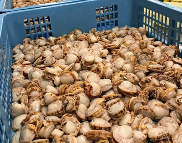 青森県産ホタテ販売 21年度は50 増の136億円 日本経済新聞 青森県産ホタテ販売 21年度は50 増の136億円 日本経済新聞