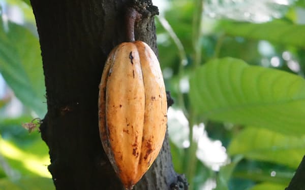 カカオ豆はこのフットボール形の果実の中に種子としてつまっている