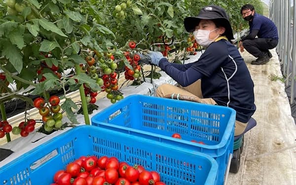 岐阜県飛騨市でミニトマトの収穫を手伝う参加者たち
                                                        