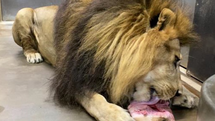 千葉市動物公園 入園料収入バブル後最高 大人客を開拓 日本経済新聞 千葉市動物公園 入園料収入バブル後最高 大人客を開拓 日本経済新聞