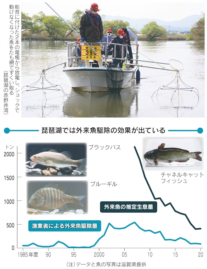 琵琶湖の外来魚対策 バス ギルからナマズまで 日本経済新聞 琵琶湖の外来魚対策 バス ギルからナマズまで 日本経済新聞