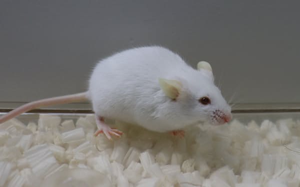 マウスから人の治療に使う抗体を効率良く作り出す＝鳥取大学・香月康宏准教授提供