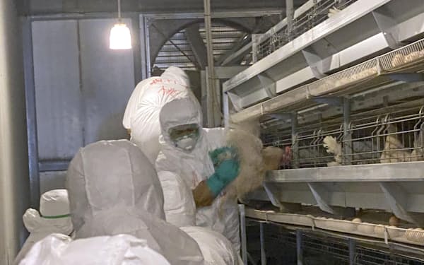 　鳥インフルエンザが確認された養鶏場で作業する職員ら＝16日、北海道白老町（道庁提供）