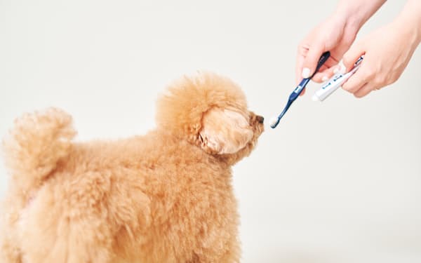 犬用歯磨きセットのサブスクは初年度で数万人の利用を目指す