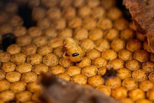 命と健康の維持に役立つハチ 人を刺さないハチが作る蜂蜜 薬効に注目が高まる Nikkei Style 命と健康の維持に役立つハチ 人を刺さないハチが作る蜂蜜 薬効に注目が高まる Nikkei Style