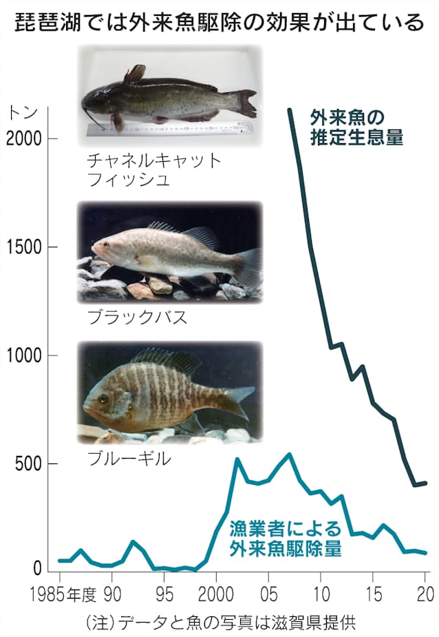 琵琶湖の外来魚対策 バス ギルからナマズまで 日本経済新聞 琵琶湖の外来魚対策 バス ギルからナマズまで 日本経済新聞