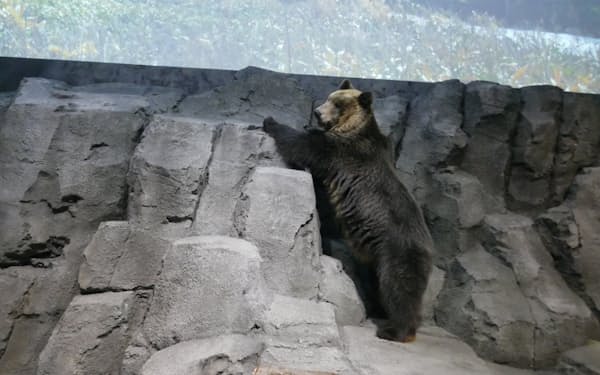 旭山動物園の「えぞひぐま館」は９年ぶりに誕生する大型施設だ