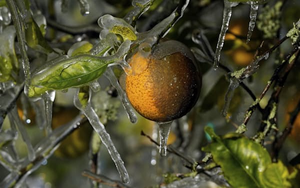 オレンジは天候不順や病害で生産が減る見通し＝AP