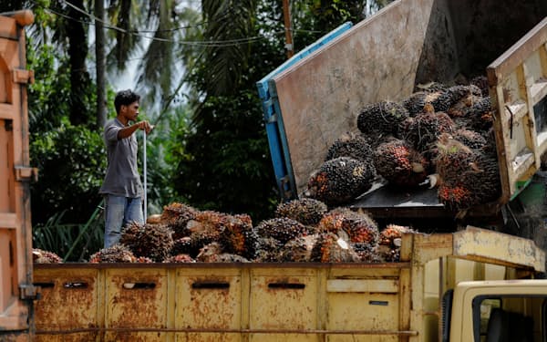 パーム油の原料となるアブラヤシの出荷（4月26日、インドネシア西部のリアウ州）＝ロイター