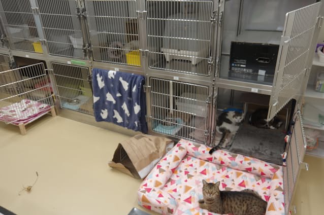 ペット 最後まで飼う 書面に 沖縄 譲渡前に自宅調査 日本経済新聞 ペット 最後まで飼う 書面に 沖縄 譲渡前に自宅調査 日本経済新聞