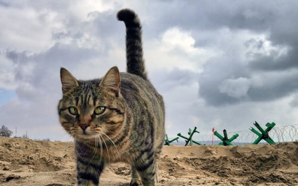 ミリューチン・ドミートリ「ガードマン」。猫が歩く海岸線に鉄条網と障害物が見える