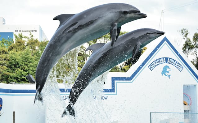 しながわ水族館 27年度リニューアル イルカ展示廃止へ 日本経済新聞 しながわ水族館 27年度リニューアル イルカ展示廃止へ 日本経済新聞