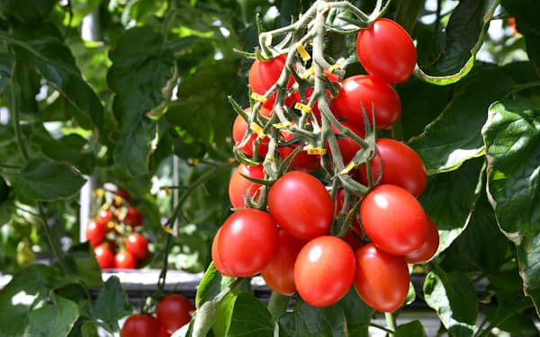 トマトは栄養や味の向上を目指した動きが活発（サナテックシードのシシリアンルージュハイギャバ）