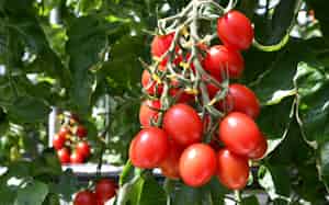 トマトは栄養や味の向上を目指した動きが活発(サナテックシードのシシリアンルージュハイギャバ)