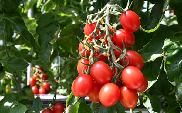 トマトは栄養や味の向上を目指した動きが活発(サナテックシードのシシリアンルージュハイギャバ)