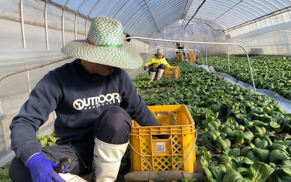 グリンリーフグループの農場で働く外国人技能実習生(群馬県昭和村)