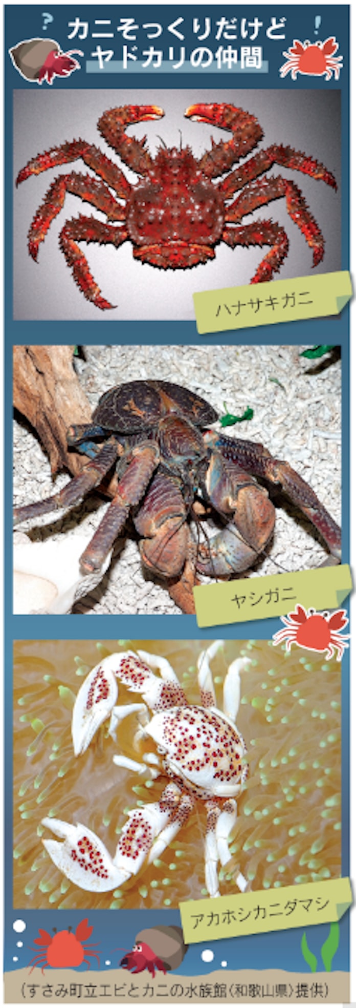 タラバガニはカニじゃないの ヤドカリの仲間だよ 日本経済新聞 タラバガニはカニじゃないの ヤドカリの仲間だよ 日本経済新聞