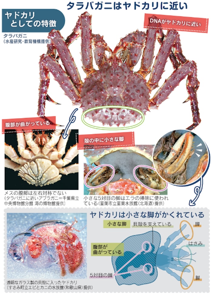 タラバガニはカニじゃないの ヤドカリの仲間だよ 日本経済新聞 タラバガニはカニじゃないの ヤドカリの仲間だよ 日本経済新聞