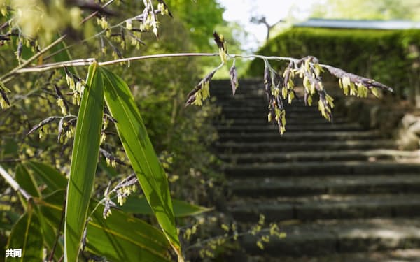 秋田市の「一つ森公園」で開花したササの一種スズタケ(12日)=共同