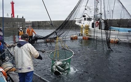 北海道八雲町で試験養殖した「二海サーモン」が水揚げされた