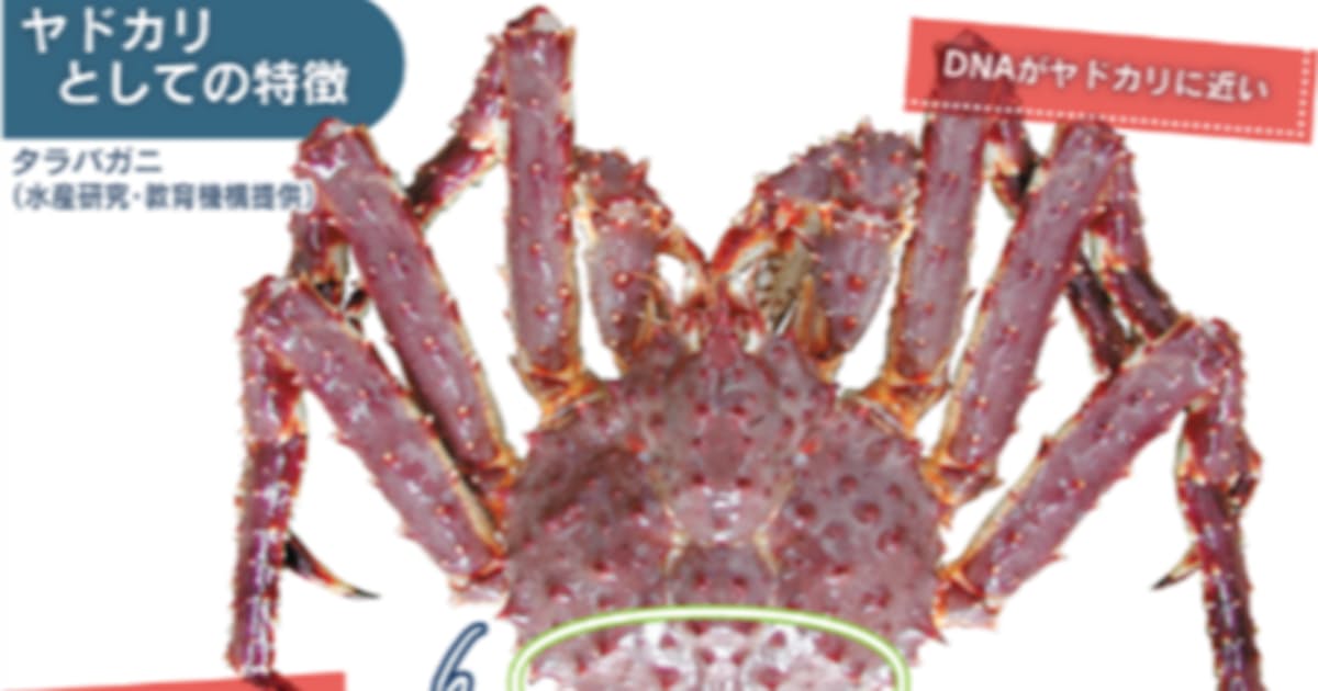 タラバガニはカニじゃないの ヤドカリの仲間だよ 日本経済新聞 タラバガニはカニじゃないの ヤドカリの仲間だよ 日本経済新聞