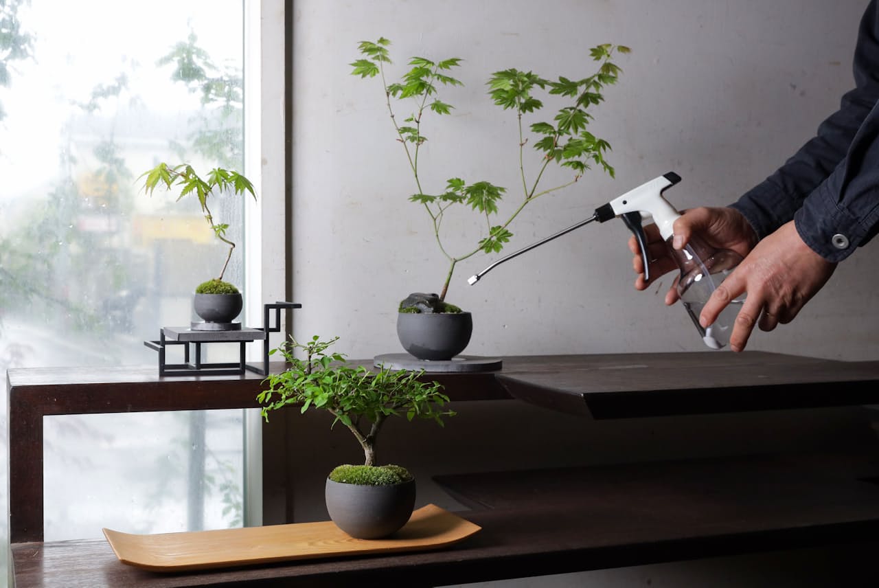 ミニ盆栽は室内でも楽しめる（東京都世田谷区の品品）=遠藤　宏撮影