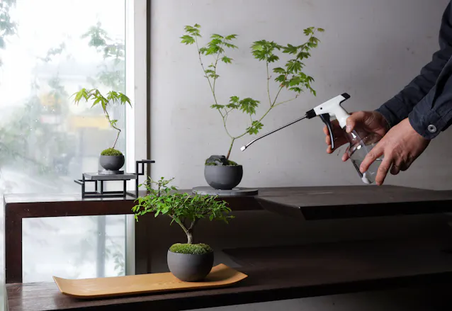 手に収まるミニ盆栽 室内に彩り 季節の変化楽しむ Nikkei Style 手に収まるミニ盆栽 室内に彩り 季節の変化楽しむ Nikkei Style