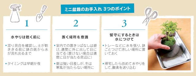 手に収まるミニ盆栽 室内に彩り 季節の変化楽しむ Nikkei Style 手に収まるミニ盆栽 室内に彩り 季節の変化楽しむ Nikkei Style