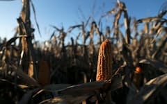 ウクライナ危機後、穀物の供給懸念が高まっている=ロイター