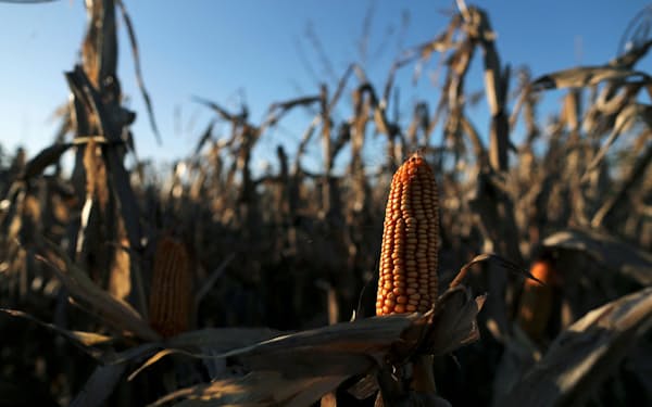 ウクライナ危機後、穀物の供給懸念が高まっている＝ロイター