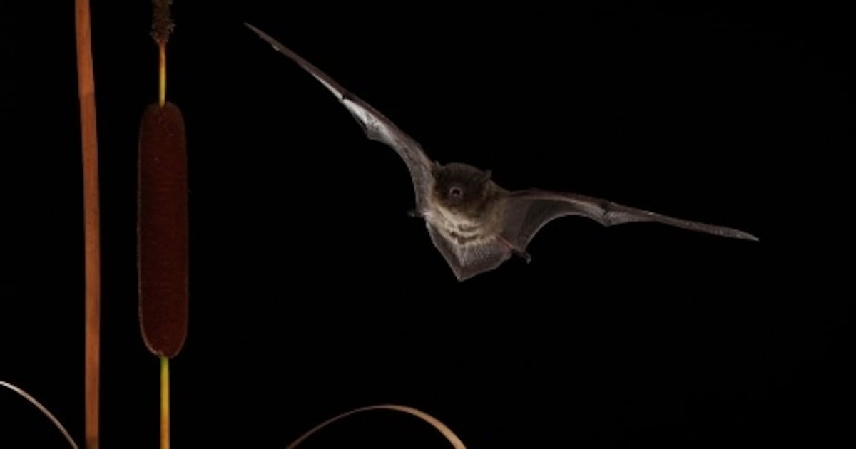コウモリ 2400km超を移動 ナトゥージウスアブラコウモリ 日本経済新聞 コウモリ 2400km超を移動 ナトゥージウスアブラコウモリ 日本経済新聞