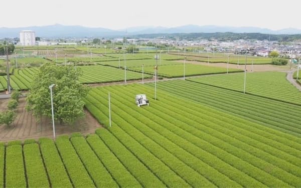池乃屋園は耕作放棄地を使って茶葉を育て、狭山茶の新商品を開発した（埼玉県入間市）
