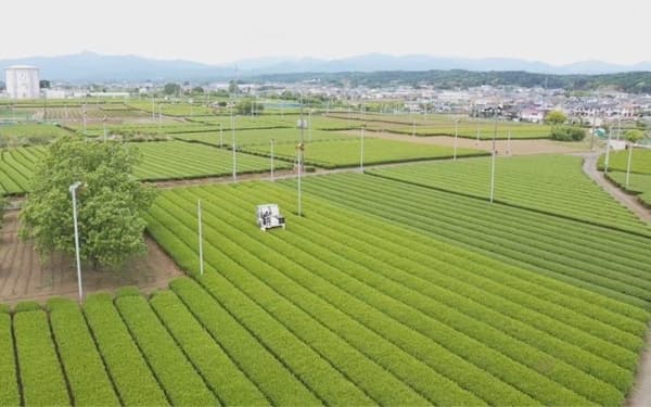 池乃屋園は耕作放棄地を使って茶葉を育て、狭山茶の新商品を開発した(埼玉県入間市)