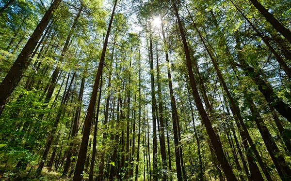 三井物産は豪ニューフォレスツ社への出資で森林資源事業を強化する