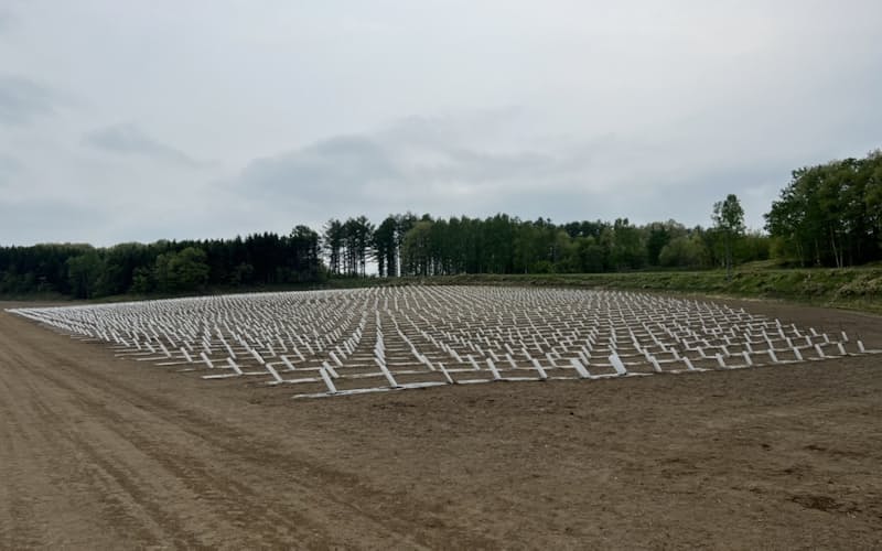 約3000本のワイン用ぶどうの苗木を定植した(北海道安平町) 約3000本のワイン用ぶどうの苗木を定植した(北海道安平町)