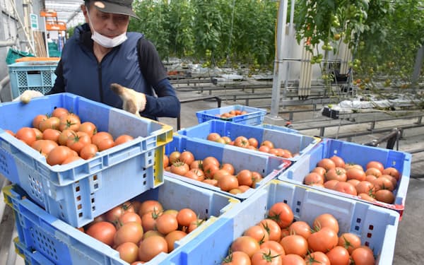 ワンダーファームのグループ企業は年1400トンのトマトを収穫する（福島県いわき市）