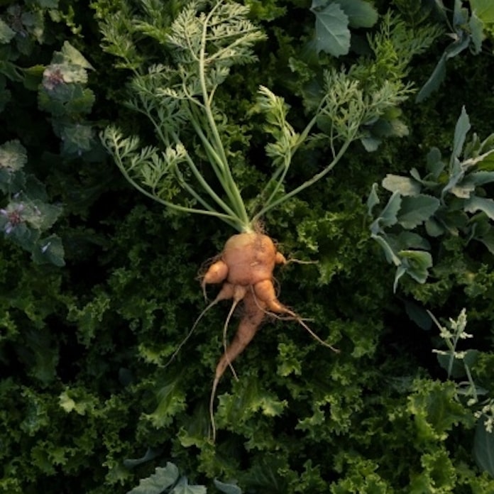 野菜や果物の栄養 数十年前に比べ低下 人の健康にも影響 日本経済新聞 野菜や果物の栄養 数十年前に比べ低下 人の健康にも影響 日本経済新聞