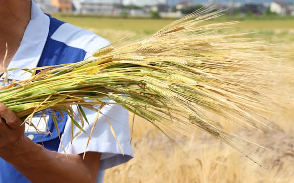 サッポロビールの原料開発研究所（群馬県太田市）は、気候変動に強い大麦の新品種を発見した