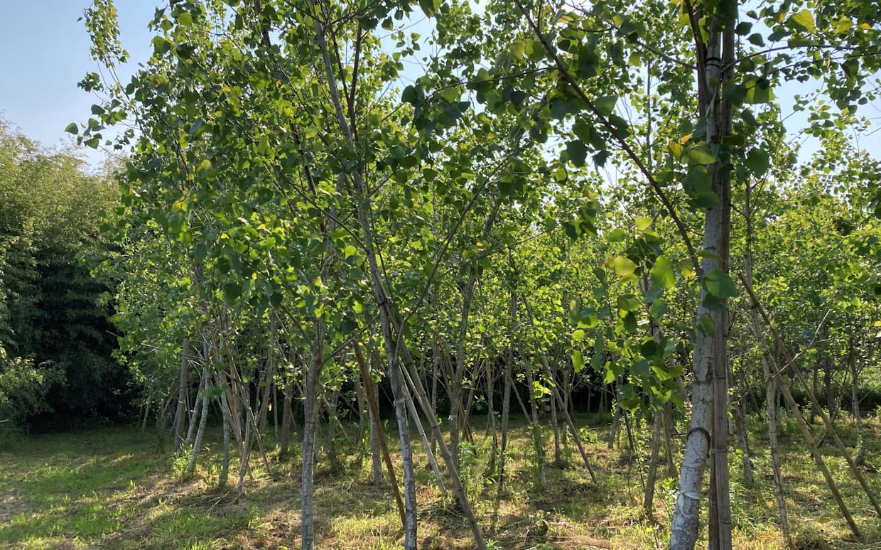 ハコヤナギは植えてから5年程度で伐採できるという