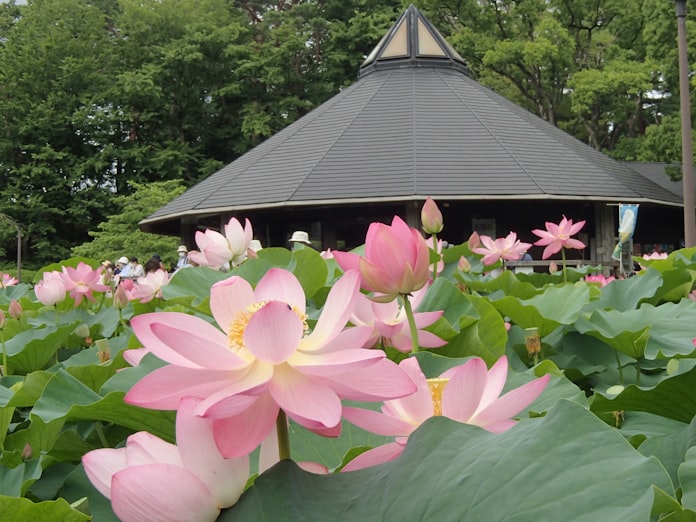 大賀ハス開花70年 千葉市の公園で3年ぶりにハスまつり 日本経済新聞 大賀ハス開花70年 千葉市の公園で3年ぶりにハスまつり 日本経済新聞
