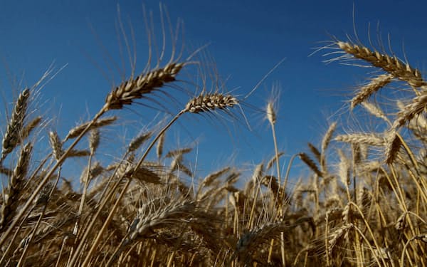 ウクライナ産の小麦の生産は減るが、紛争による輸出の急減で在庫が積み上がる可能性が高い（写真は2016年、ウクライナ国内）=ロイター