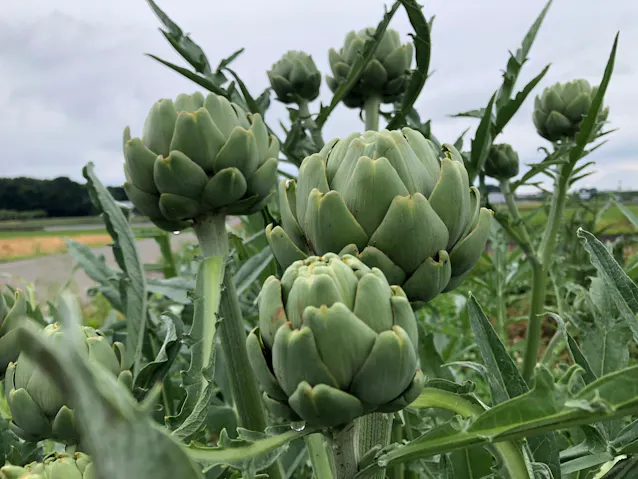 西洋野菜のアーティチョーク 日本で育てて鮮度に強み 日本経済新聞 西洋野菜のアーティチョーク 日本で育てて鮮度に強み 日本経済新聞