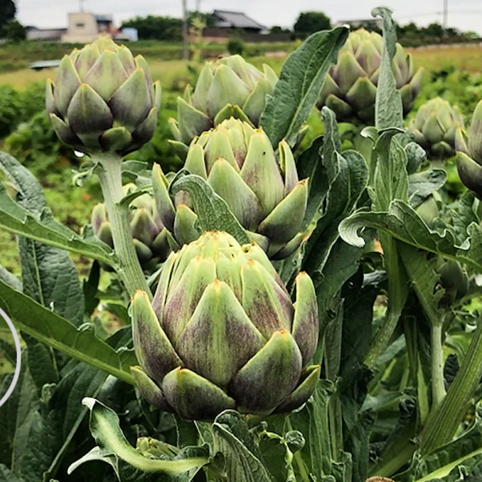 西洋野菜のアーティチョーク 日本で育てて鮮度に強み 日本経済新聞 西洋野菜のアーティチョーク 日本で育てて鮮度に強み 日本経済新聞