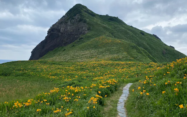 トビシマカンゾウ 見ごろ迎える 新潟 佐渡の大野亀 日本経済新聞 トビシマカンゾウ 見ごろ迎える 新潟 佐渡の大野亀 日本経済新聞