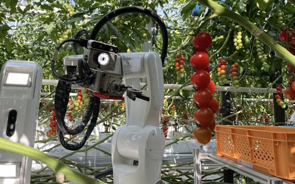 トマトを収穫するデンソーのロボット「ＦＡＲＯ」