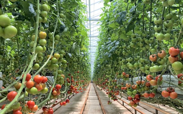 AIによる収穫量予測システムを導入している「いわき小名浜菜園」